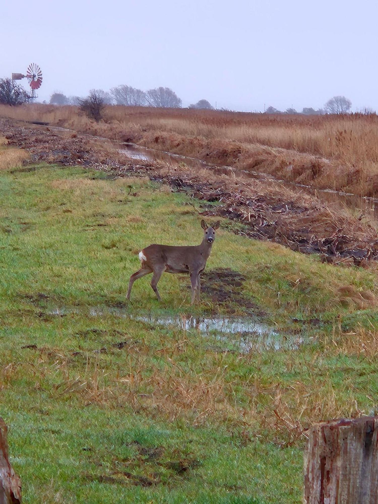 Ferienwohnung-Wildblume Petersdorf auf Fehmarn Exteriör bild